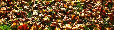 Best Practice with your Leaf Blower